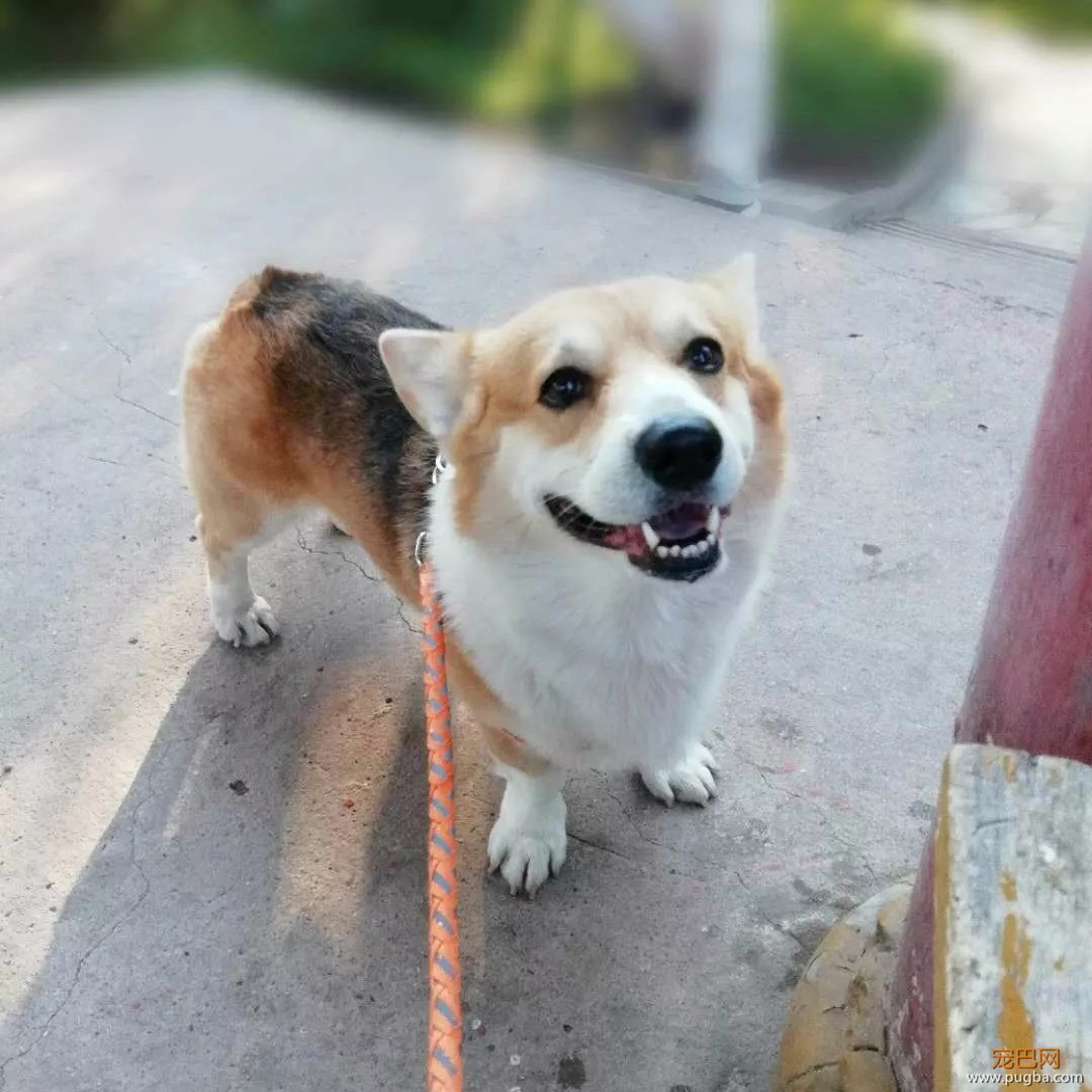 出生在9月的狗狗们，祝你们生日愉快~-1.jpeg