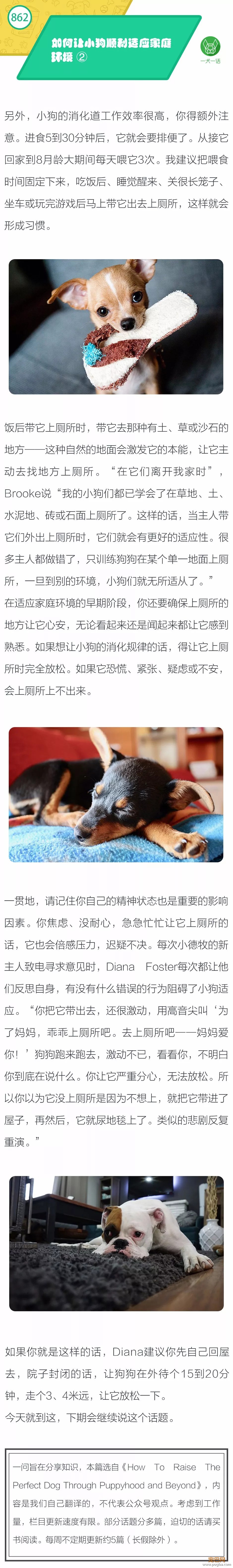 如何让小狗顺利适应家庭环境？②-1.jpeg
