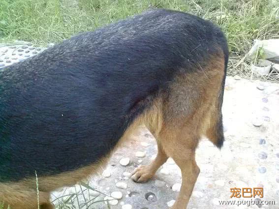 怀孕流浪狗难产，经历艰辛后，却生下了个吓人的狗宝宝-2.jpeg