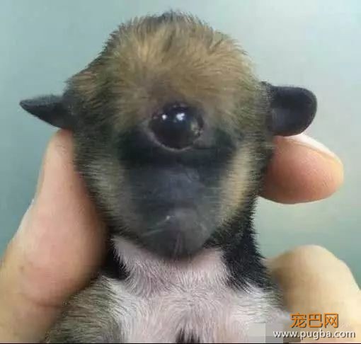 怀孕流浪狗难产，经历艰辛后，却生下了个吓人的狗宝宝-5.jpeg