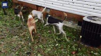 面对自然灾害，你会带走你的宠物吗？-8.gif