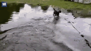 面对自然灾害，你会带走你的宠物吗？-7.gif