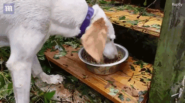 面对自然灾害，你会带走你的宠物吗？-9.gif