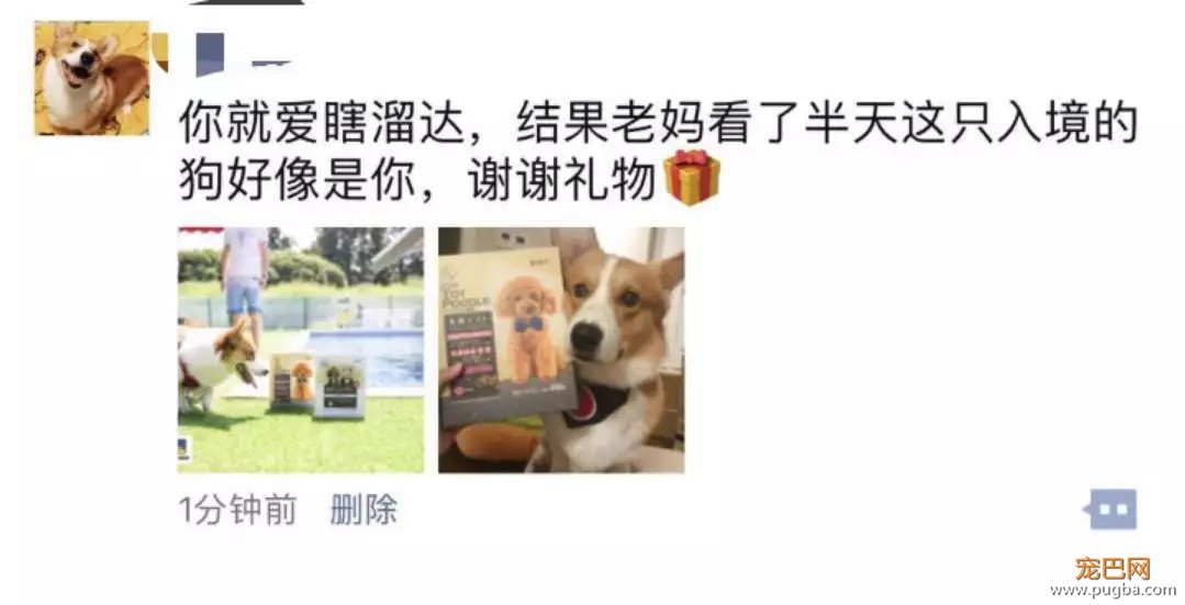 我们给狗狗搞了一场最IN轰趴，玩过的狗狗走路都带风~-21.jpeg