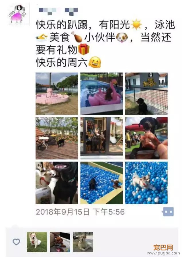 我们给狗狗搞了一场最IN轰趴，玩过的狗狗走路都带风~-24.jpeg