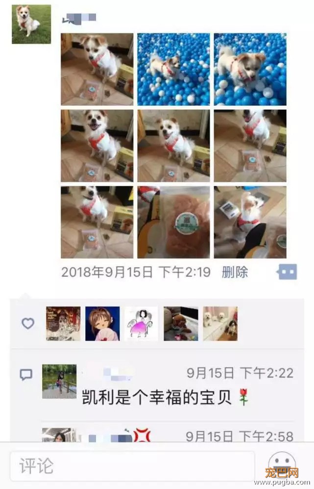 我们给狗狗搞了一场最IN轰趴，玩过的狗狗走路都带风~-23.jpeg