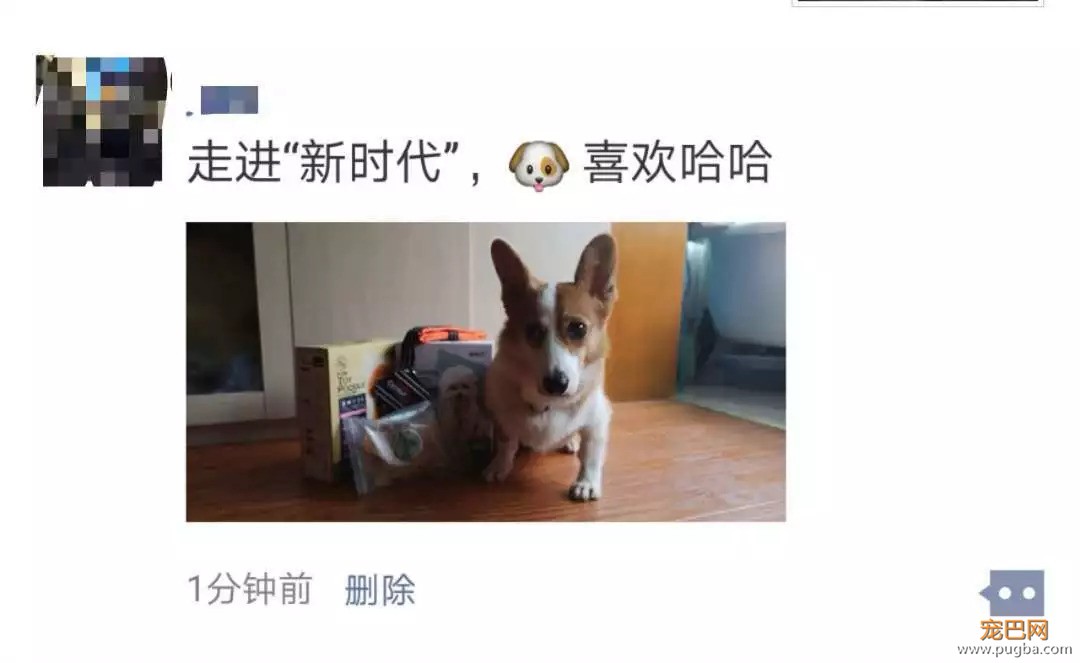 我们给狗狗搞了一场最IN轰趴，玩过的狗狗走路都带风~-25.jpeg