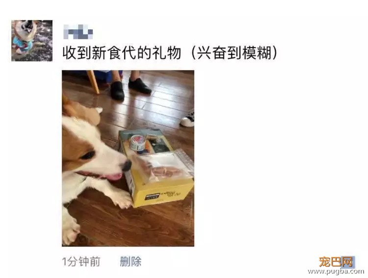 我们给狗狗搞了一场最IN轰趴，玩过的狗狗走路都带风~-26.jpeg