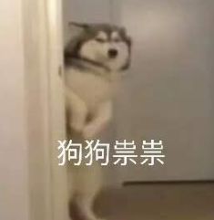 不管刮风下雨，这两只狗砸一听到车祸声就会冲出来看热闹！-4.jpeg