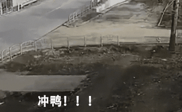 不管刮风下雨，这两只狗砸一听到车祸声就会冲出来看热闹！-8.gif