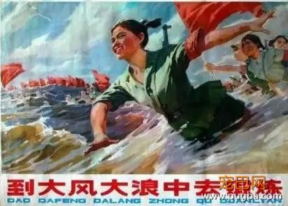 不管刮风下雨，这两只狗砸一听到车祸声就会冲出来看热闹！-11.jpg