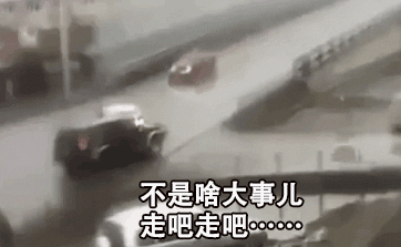 不管刮风下雨，这两只狗砸一听到车祸声就会冲出来看热闹！-10.gif