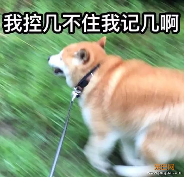 不管刮风下雨，这两只狗砸一听到车祸声就会冲出来看热闹！-14.jpg