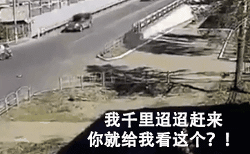 不管刮风下雨，这两只狗砸一听到车祸声就会冲出来看热闹！-13.gif