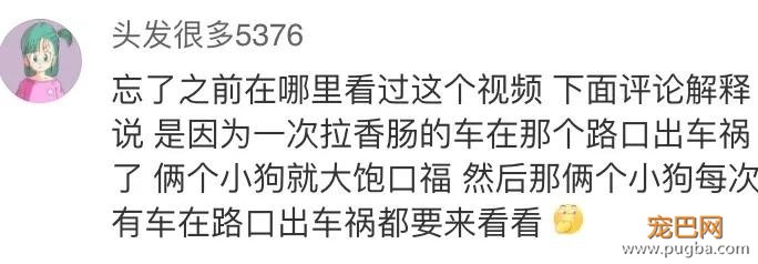 不管刮风下雨，这两只狗砸一听到车祸声就会冲出来看热闹！-15.jpg