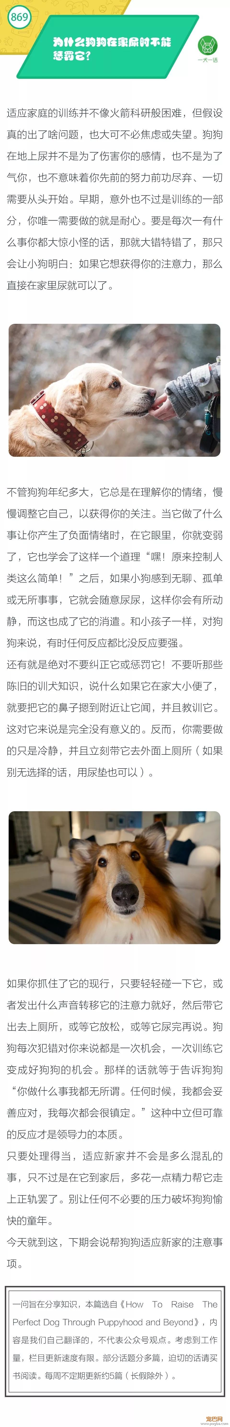 为什么狗狗在家尿尿不能惩罚它？-1.jpeg