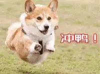 如果狗狗也要参加高考，会有哪些题目？-1.jpg