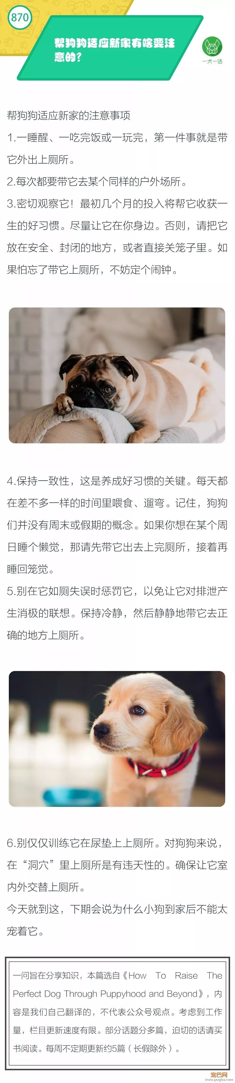 帮狗狗适应新家，注意这些很有必要~-1.jpeg