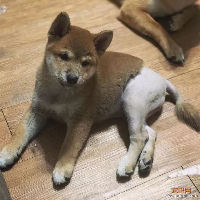 柴宝爱钻沙发玩，结果就被强行“脱裤子”了...哈哈哈心疼！-2.jpeg