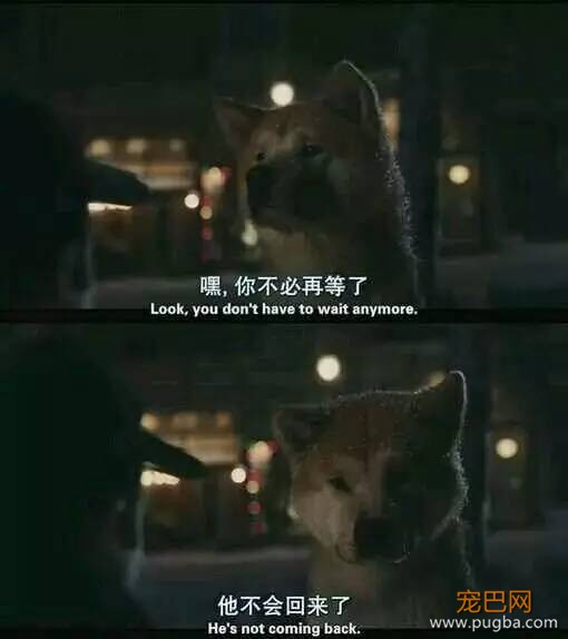 当最亲的人永远离去，狗狗会怎么面对？-1.jpeg