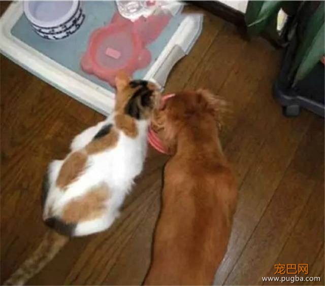 当最亲的人永远离去，狗狗会怎么面对？-5.jpeg