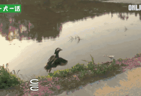 人到中年，不止有离婚官司还有鸳鸯缠身的？-8.gif