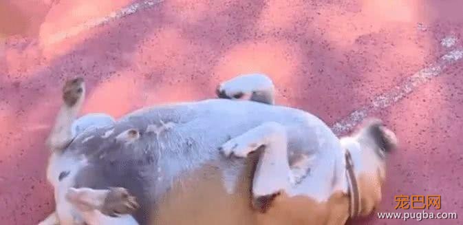 校犬被喂成“校猪”，校方下令禁止学生投喂，让校犬遛弯减肥-1.jpeg