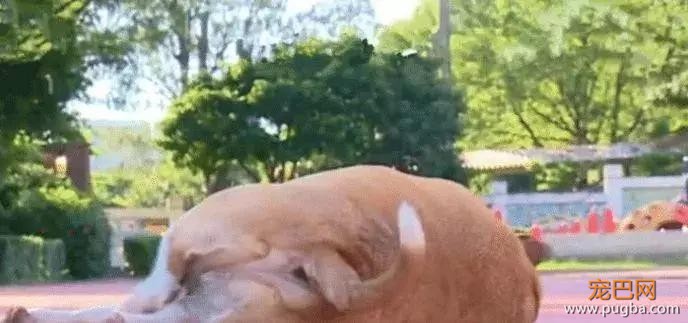校犬被喂成“校猪”，校方下令禁止学生投喂，让校犬遛弯减肥-3.jpg
