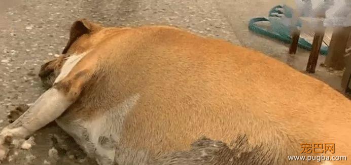 校犬被喂成“校猪”，校方下令禁止学生投喂，让校犬遛弯减肥-2.jpeg