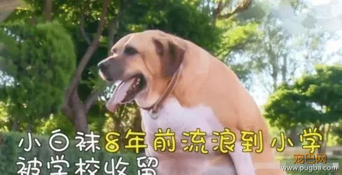 校犬被喂成“校猪”，校方下令禁止学生投喂，让校犬遛弯减肥-4.jpg