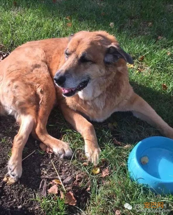 15岁爱犬离世，它留给主人的礼物竟然是这个-1.jpeg