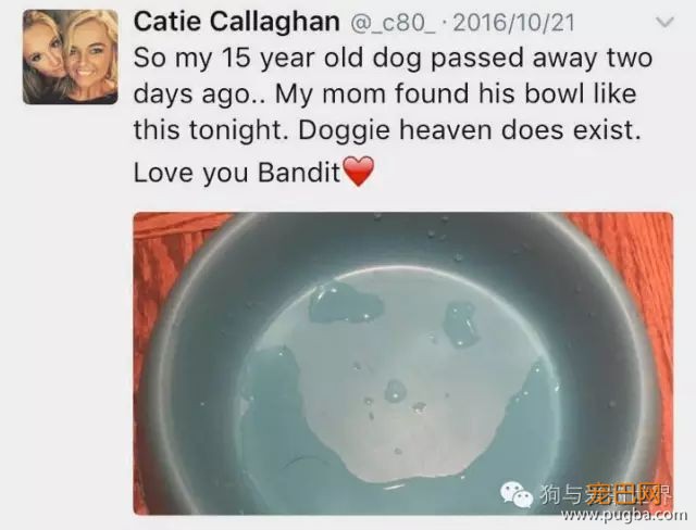 15岁爱犬离世，它留给主人的礼物竟然是这个-3.jpeg