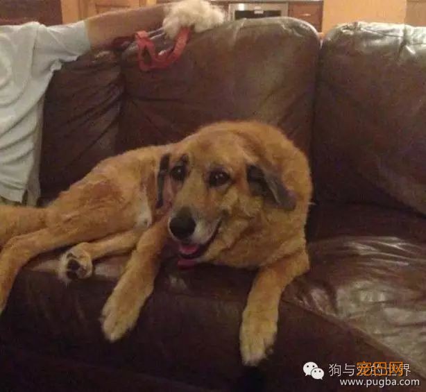 15岁爱犬离世，它留给主人的礼物竟然是这个-5.jpeg