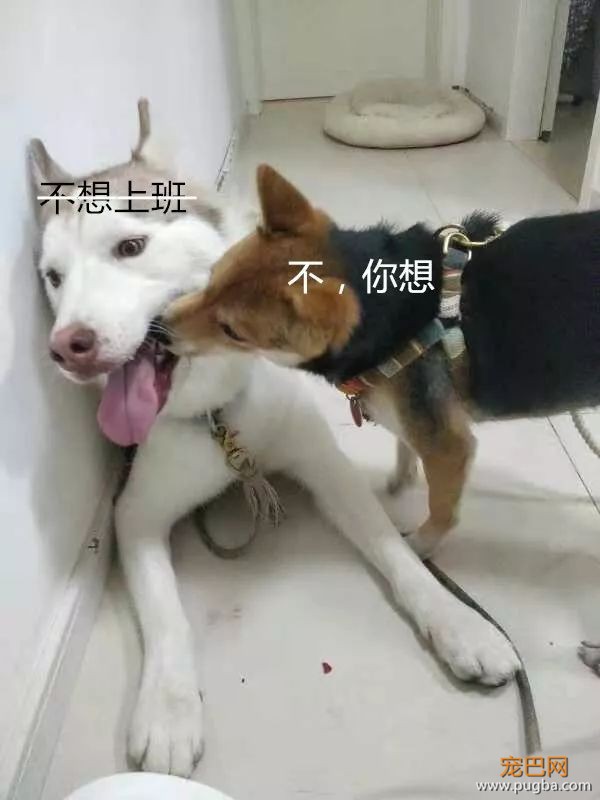 转发锦鲤做做白日梦，一不小心我也中了？！-1.jpeg