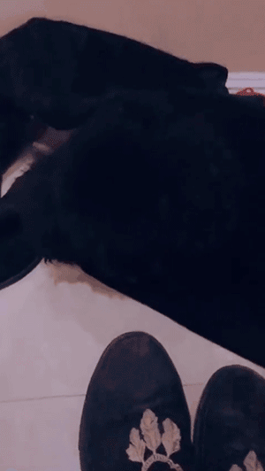视力不好的人千万别养纯色的狗，否则……-4.gif