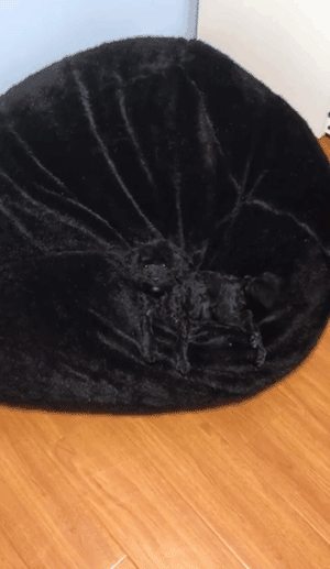 视力不好的人千万别养纯色的狗，否则……-7.gif