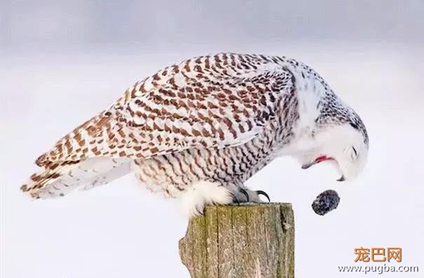 猫头鹰在自己临死前会吐出一个小球，这个球到底有什么含义呢？-4.jpg