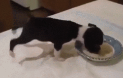 只有小奶狗才会的特殊技能，吃饭时把屁股撅上天！-4.gif