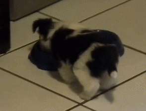 只有小奶狗才会的特殊技能，吃饭时把屁股撅上天！-2.gif