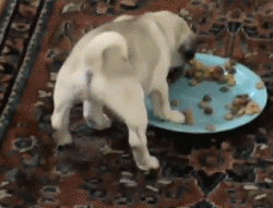 只有小奶狗才会的特殊技能，吃饭时把屁股撅上天！-3.gif