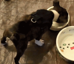 只有小奶狗才会的特殊技能，吃饭时把屁股撅上天！-9.gif
