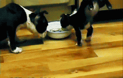 只有小奶狗才会的特殊技能，吃饭时把屁股撅上天！-5.gif