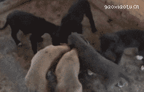 只有小奶狗才会的特殊技能，吃饭时把屁股撅上天！-8.gif