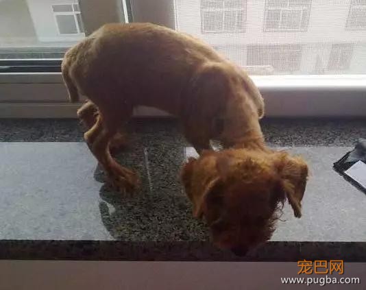 只有小奶狗才会的特殊技能，吃饭时把屁股撅上天！-11.jpg