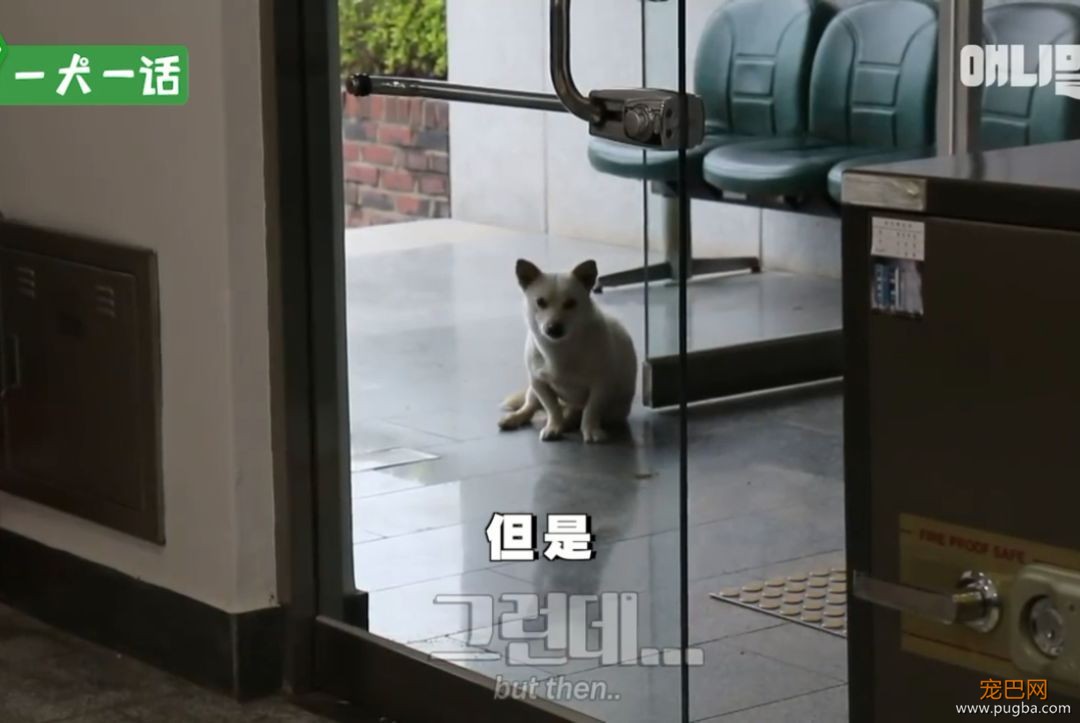 严肃公务员大叔们边上班边撸狗，还有比这更解压的事吗......-4.jpeg