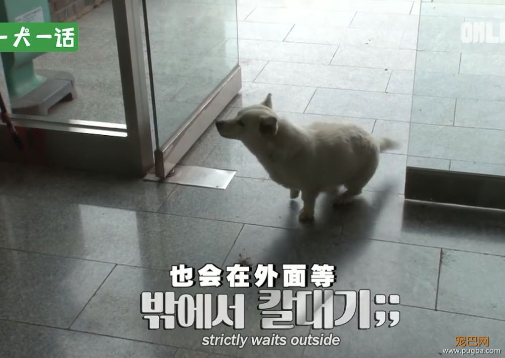 严肃公务员大叔们边上班边撸狗，还有比这更解压的事吗......-6.jpeg