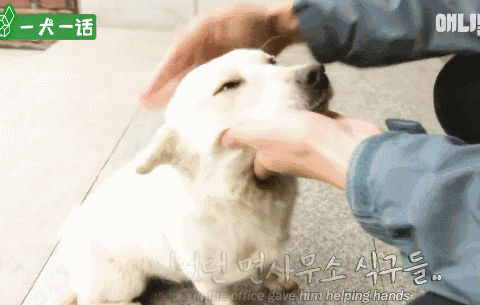 严肃公务员大叔们边上班边撸狗，还有比这更解压的事吗......-10.gif