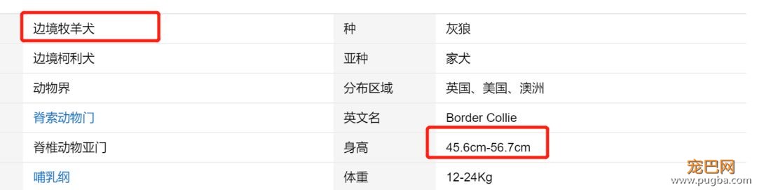 萨摩耶被禁养？金毛和二哈也没能幸免，45厘米的禁养标准你同意吗？-9.jpeg