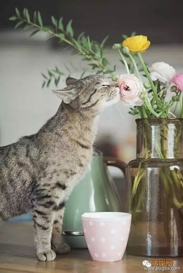 宠物与花草间的相爱相杀,笑哭啦~-3.jpeg