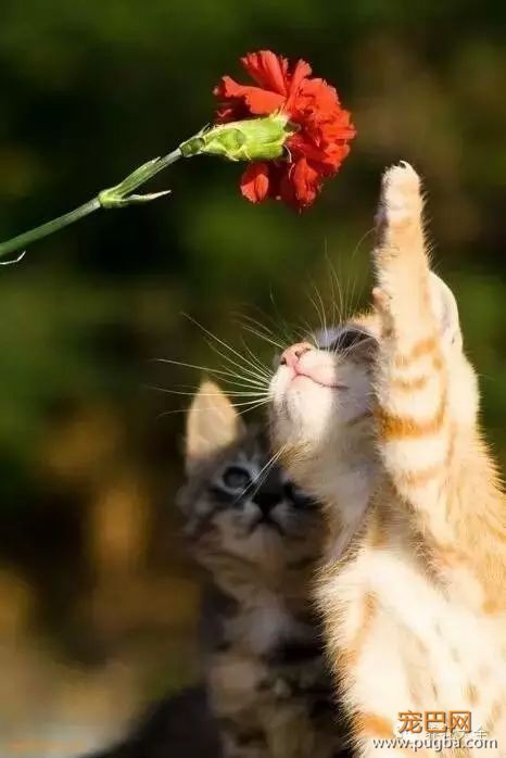 宠物与花草间的相爱相杀,笑哭啦~-2.jpeg